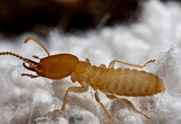 prajurit rayap formosa